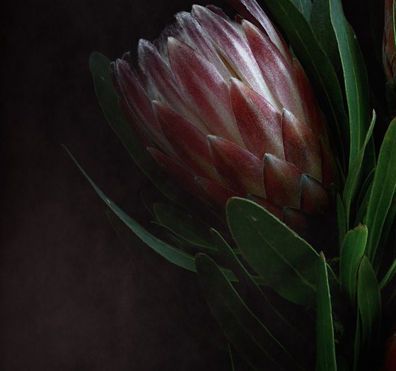 Dusty Pink Proteas