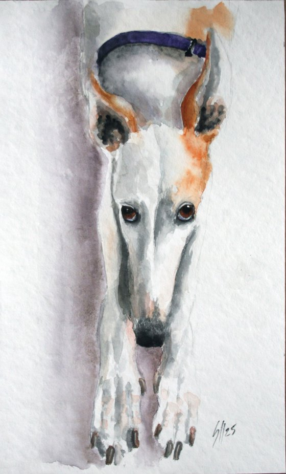 Greyhound