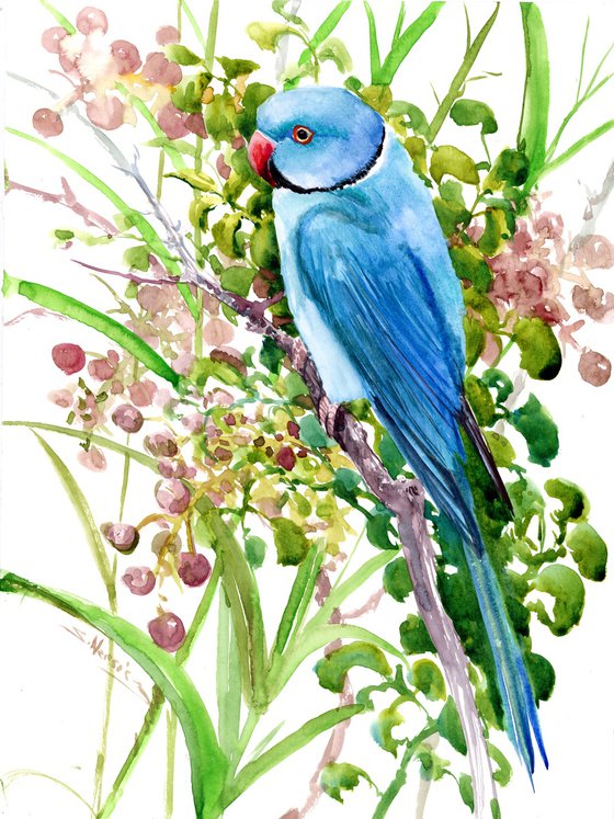 Indian blue ringneck parakeet