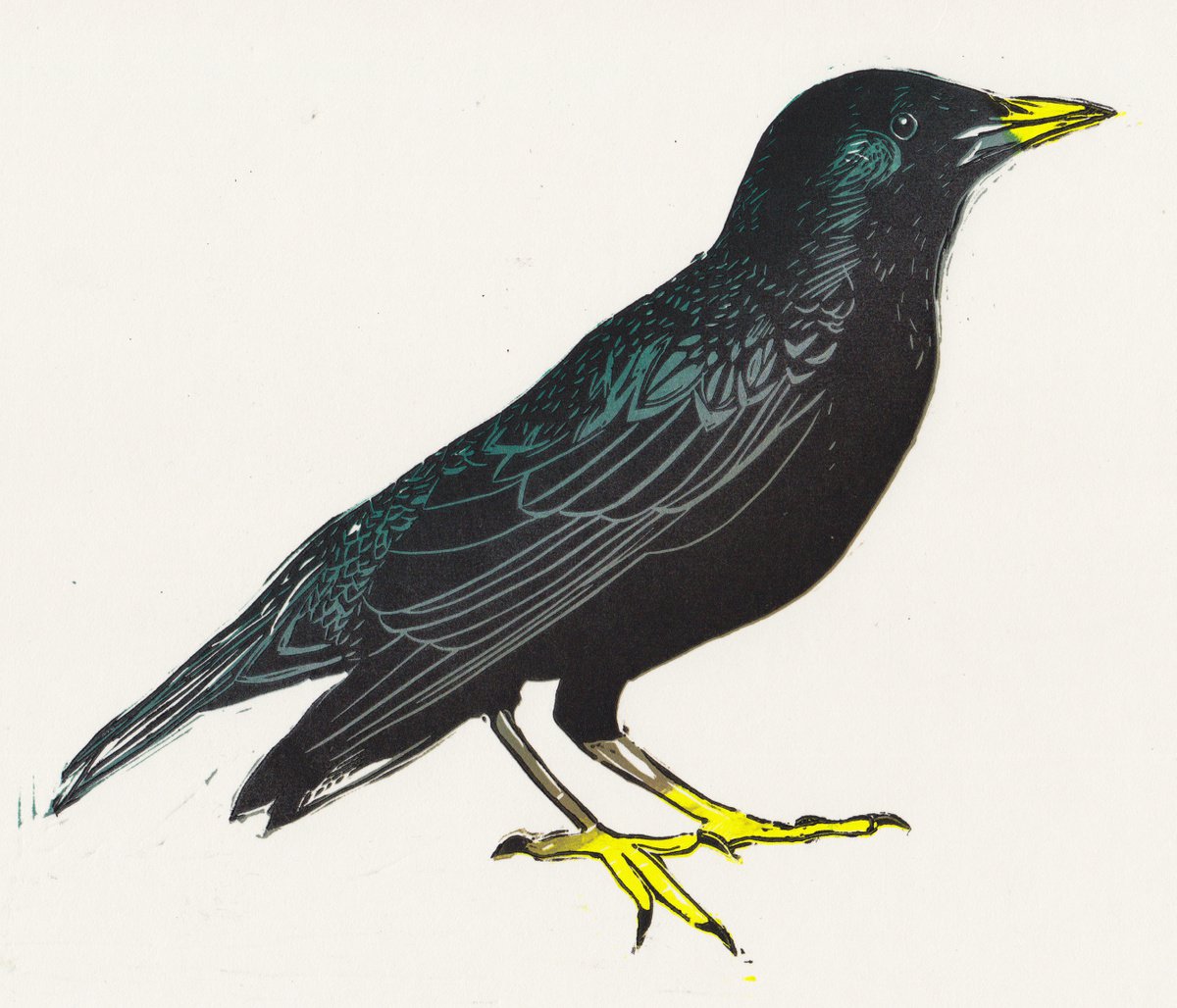 Starling by Georgia Flowers