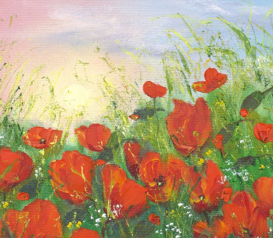 Poppy field in summer 3