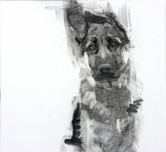 Puppy