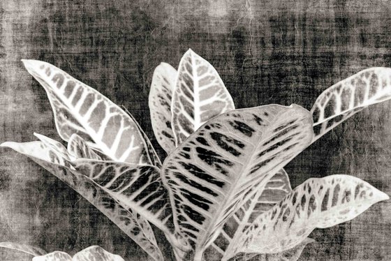 Vintage Croton plant
