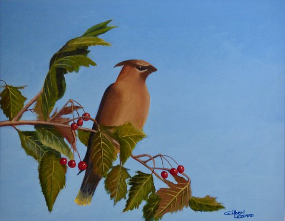 Cedar WaxWing