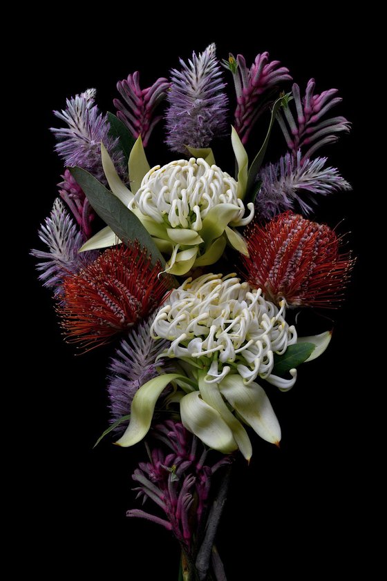 Waratah, Banksia, Mulla Mulla, Kangaroo Paw