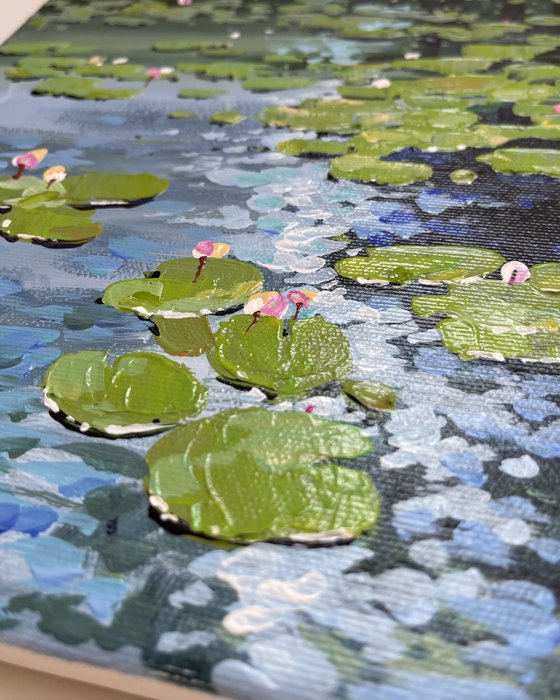Water lilies. At the bank in the shade