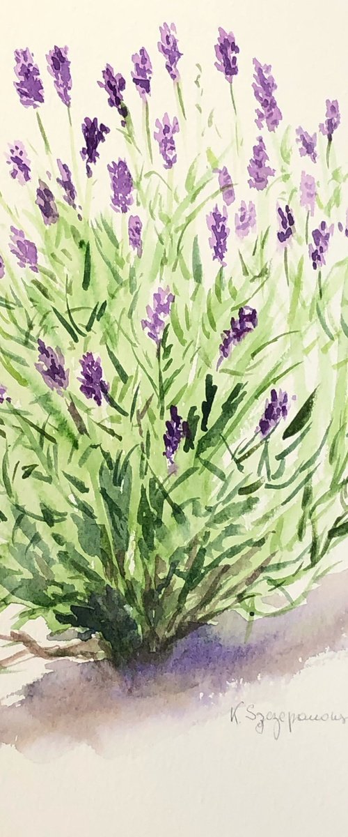 Sketch of Lavender from my garden by Krystyna Szczepanowski