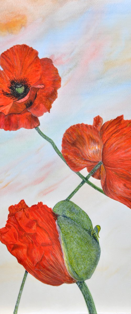 Poppies by Asuman Tepe