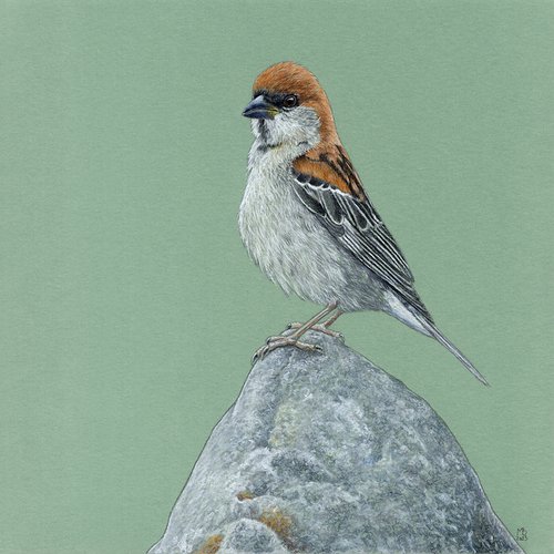 Russet sparrow by Mikhail Vedernikov