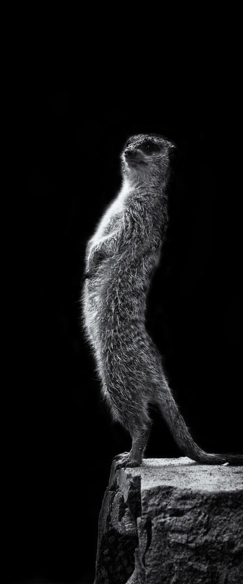 Meerkat on watch by Paul Nash