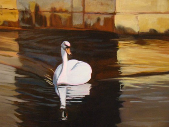 Nemausus, swan on the water