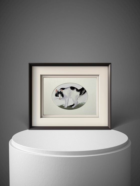 Black White Cat