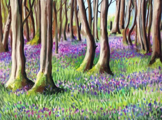 Bluebell woods No 2