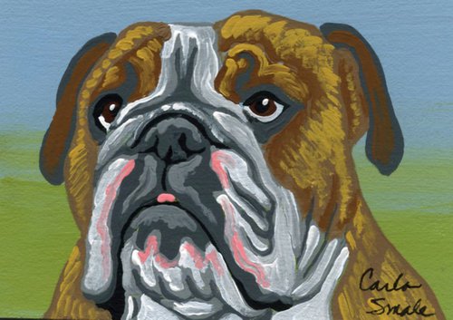 Tan English Bulldog by Carla Smale