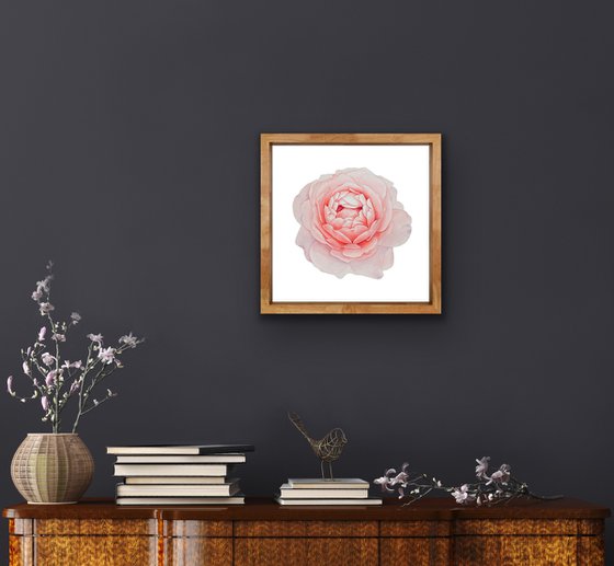 A rose of a delicate pink colour. Original watercolor artwork.