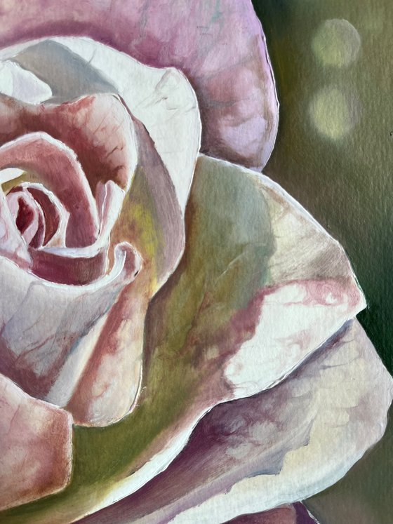 Gentle rose