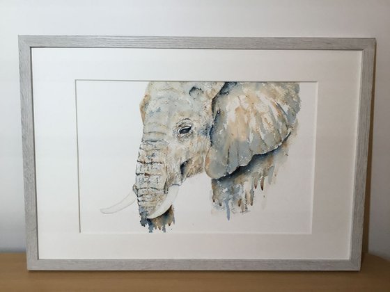 Elephant portrait