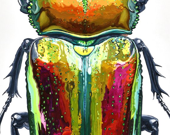 Rainbow Stag Beetle