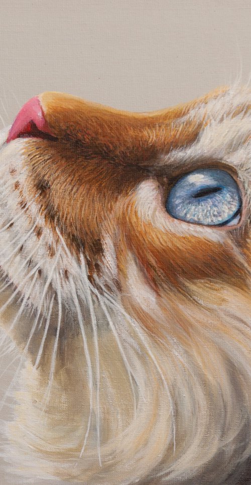 Cat look up by Norma Beatriz Zaro