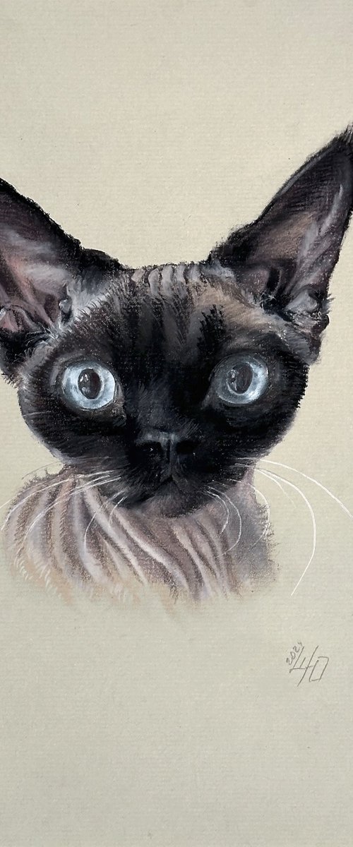 Portrait of sphynx with "Penetrating glance" by Julia Shilo
