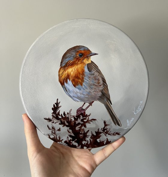 Robin bird