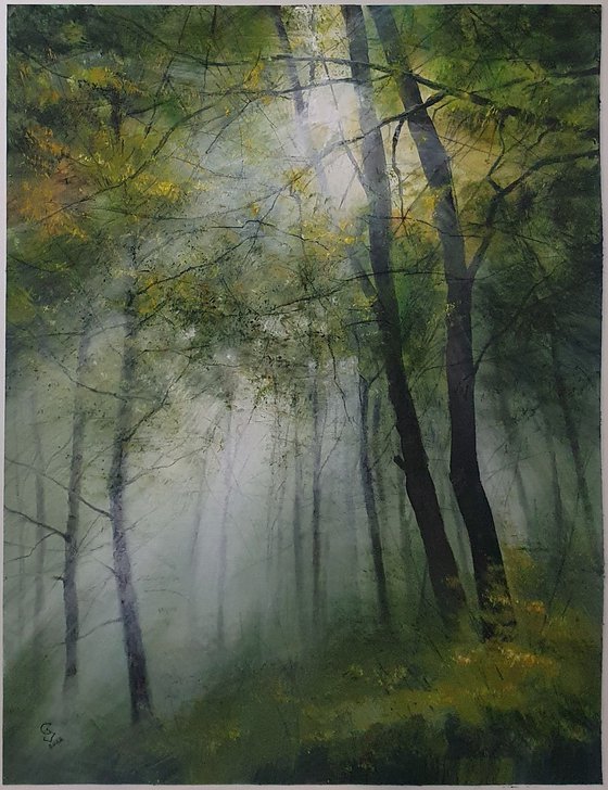 " Sun beams in the foggy  forest "