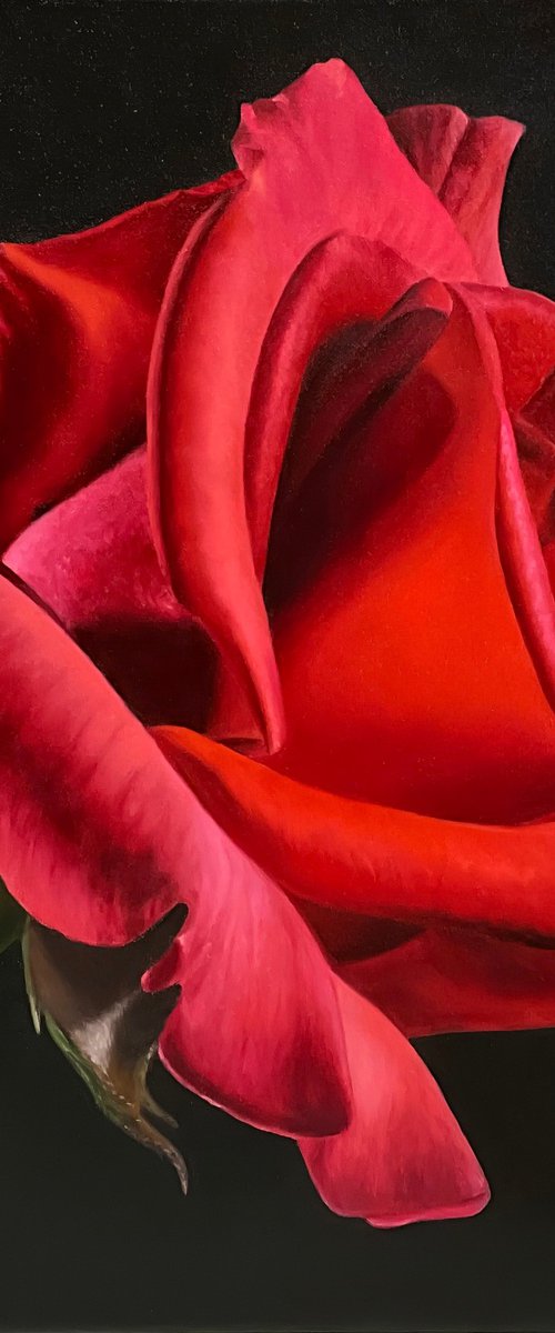 Red Rose by Alla Kallass