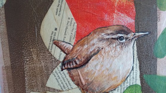 Wren - Ornithology#3