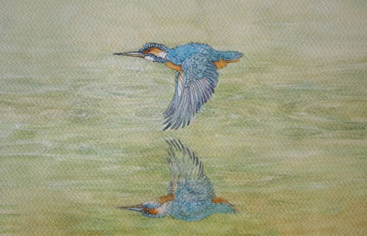 Kingfisher Reflection by Christopher Hughes