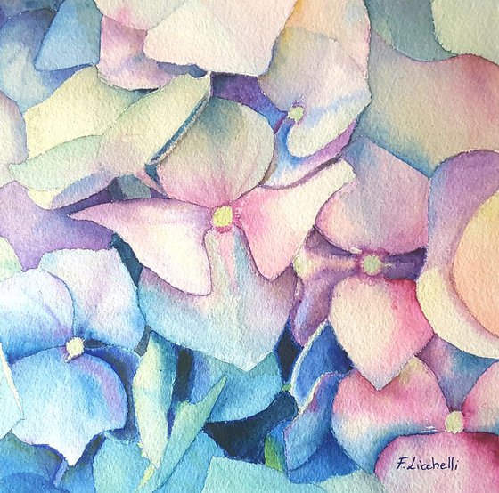 Hydrangea n.5