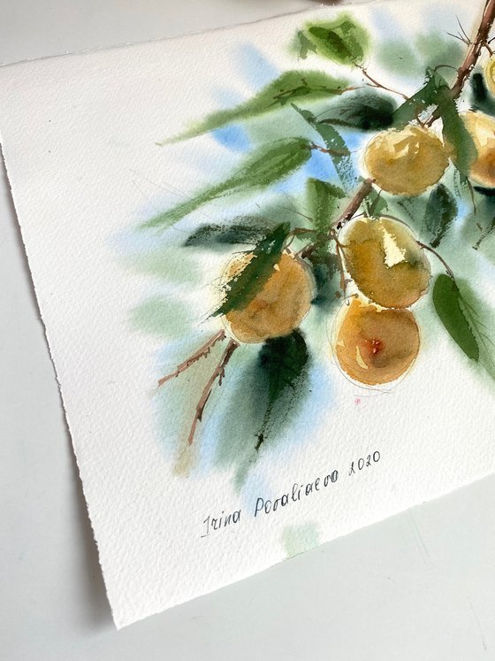 Apricots watercolor original art fruit on the tree medium decor for busines art gift for her