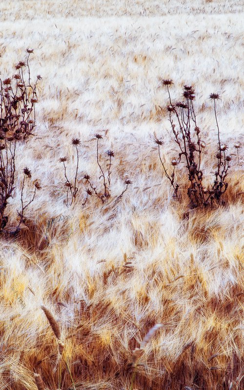 The warm wind of summer by Karim Carella