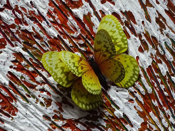 Winter butterflies