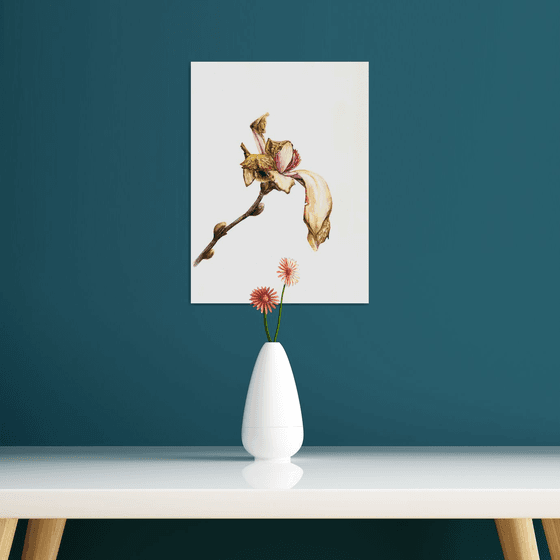 Fading Magnolia
