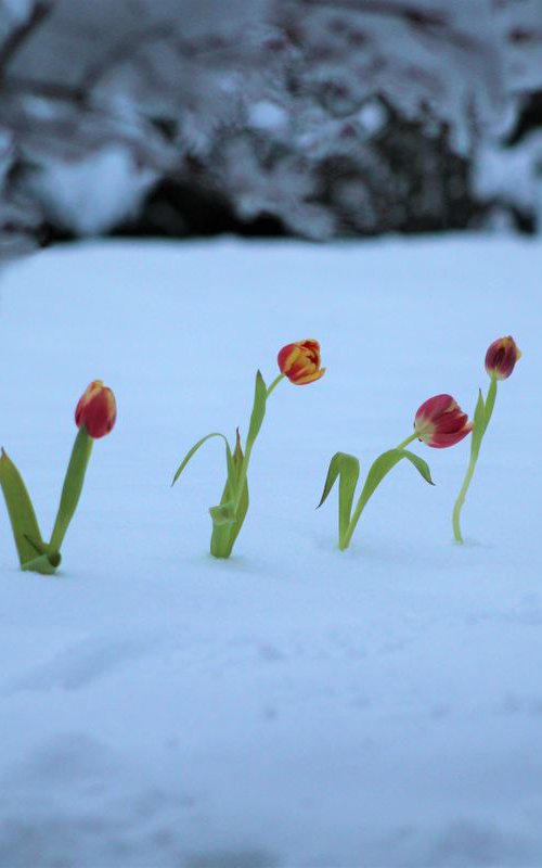 TULIPS SNOW SURVIVAL by Hana Auerova