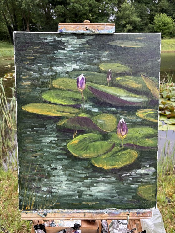 Water Lily Buds