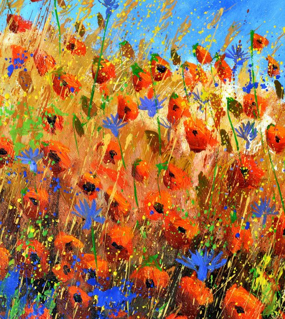 Red poppies 5624