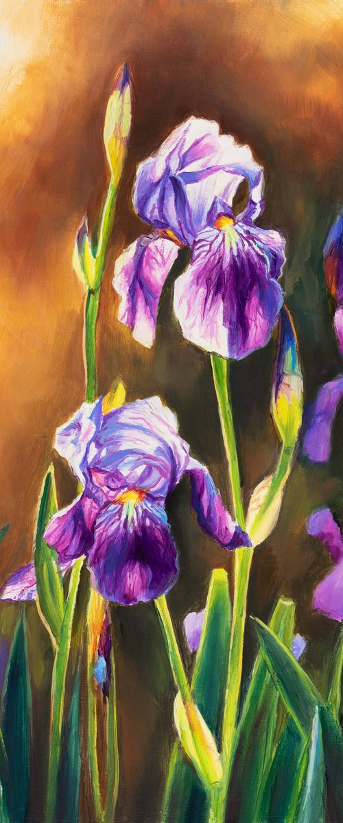 Purple iris flowers at sunset by Lucia Verdejo