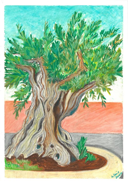 The Olive tree outside La Trocha by Kirsty Wain