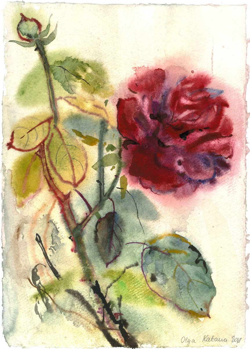 Red Rose from my Garden by Olga Kataeva-Rochford