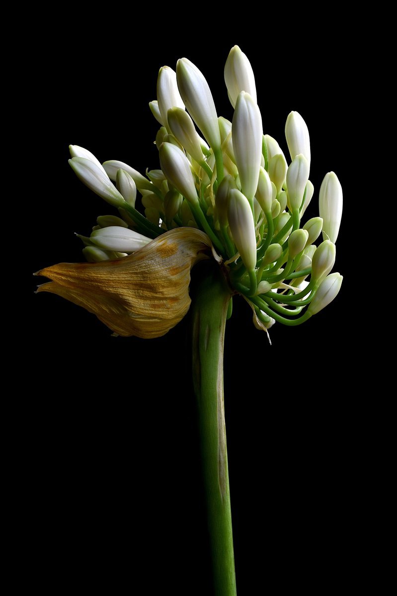 White Agapanthus by Nadia Culph