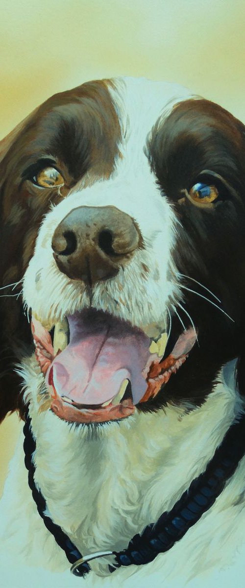 Chester,Spaniel by Julian Wheat
