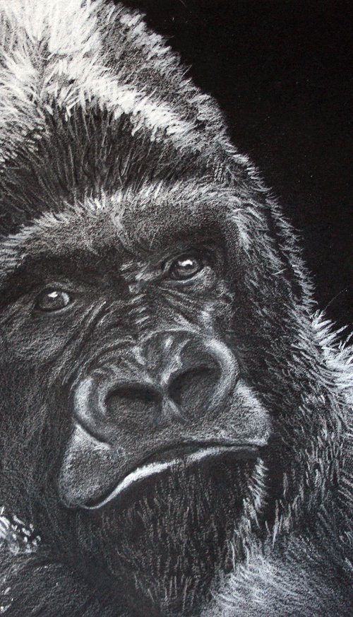 Gorilla III by Salana Art