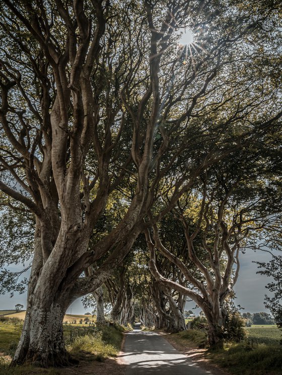 THE  FANTASTIC DARK HEDGES