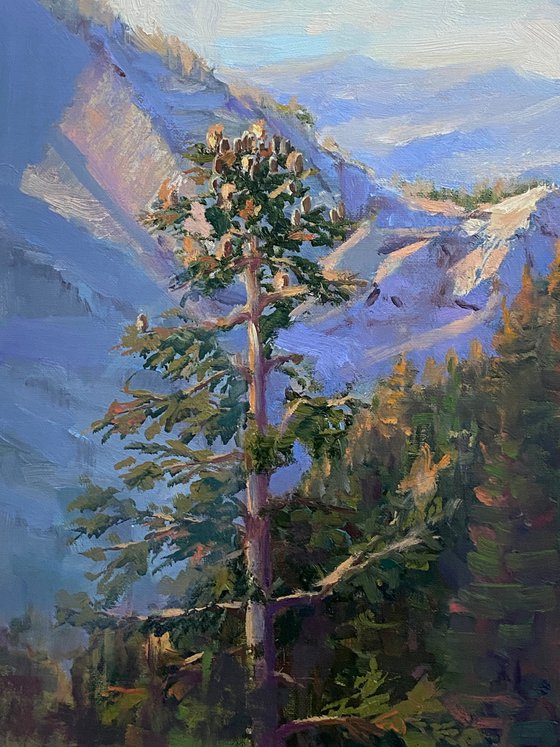 The Pines of Yosemite