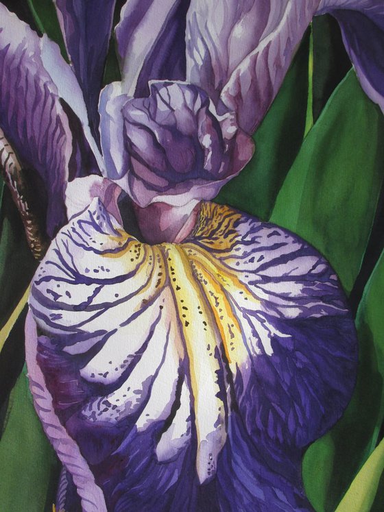 Dutch iris with greens
