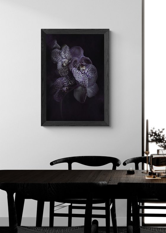Midnight Orchids