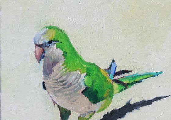 Monk Parakeet