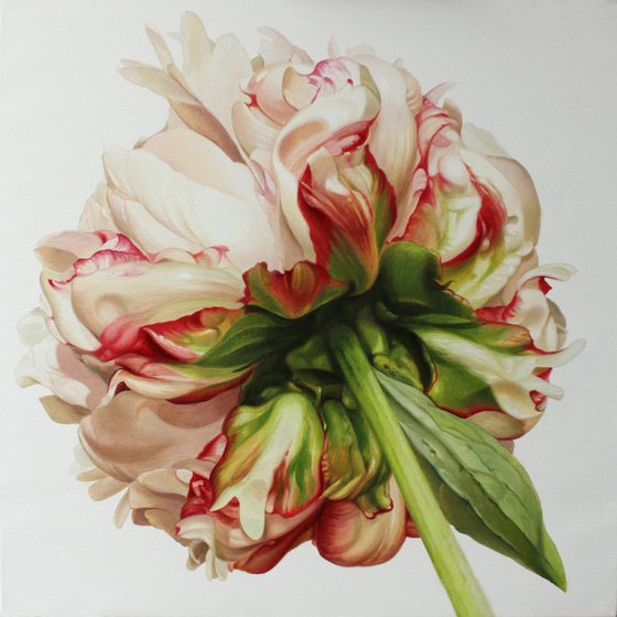 Peony on a white background