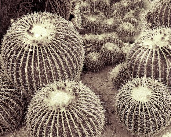 CACTI OF THE BEHOLDER Joshua Tree National Park CA